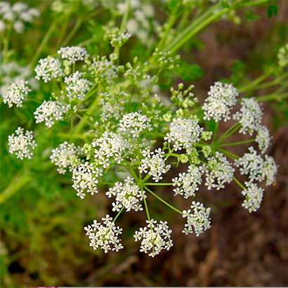 conium
