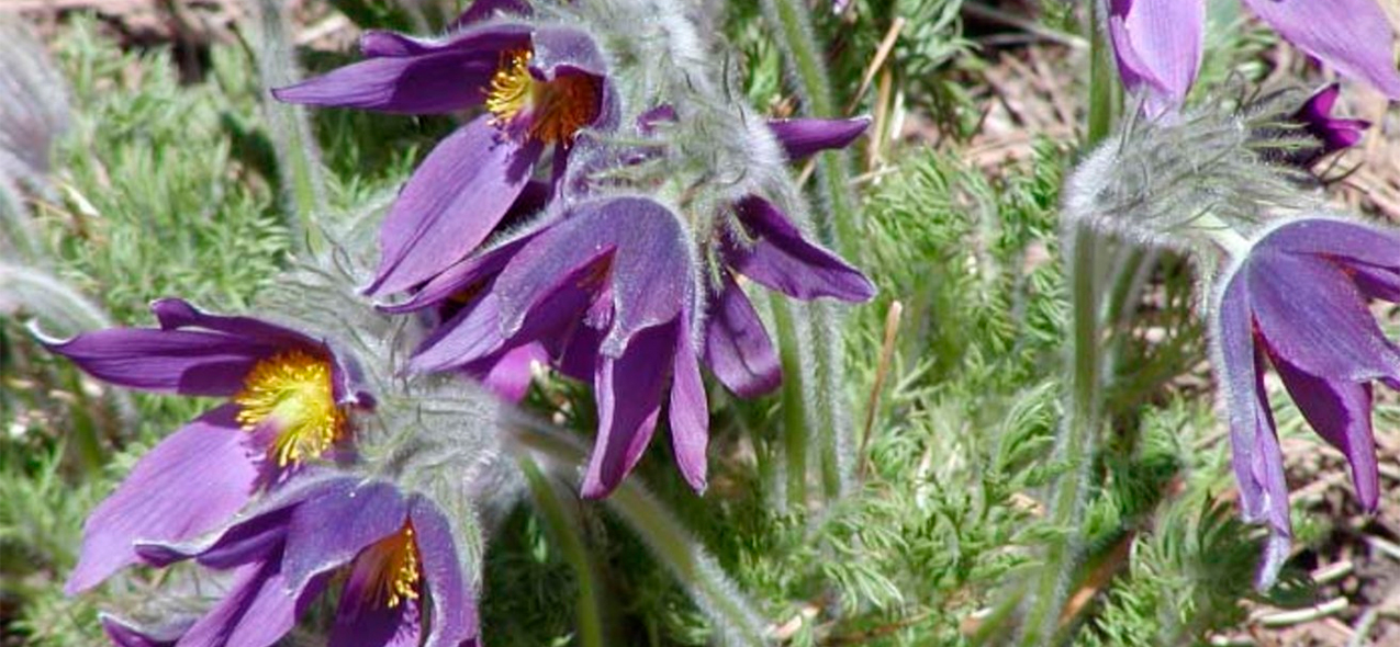 pulsatilla