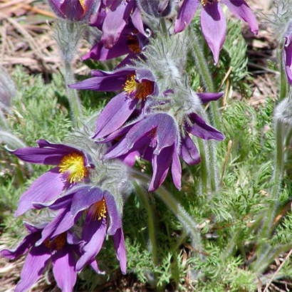 pulsatilla