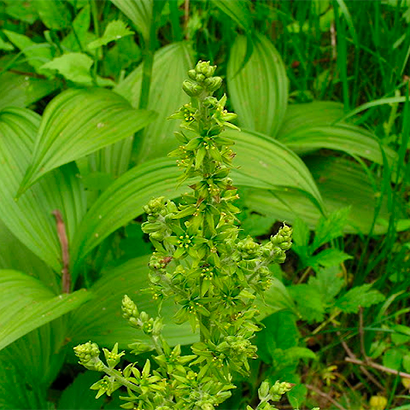veratrum